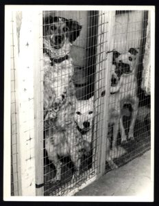 Dogs at Animal Shelter